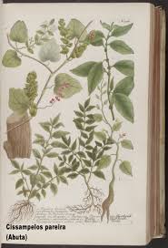 Image result for Cissampelos mucronata