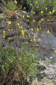 Image result for Diplotaxis tenuifolia