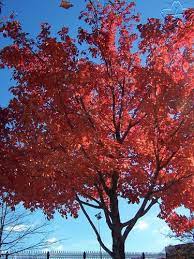 Texas Red Oak Want To Plant At Least 2 Of These In The Backyard Red Oak Tree Healing Garden Autumn Garden
