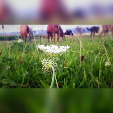 Profile for Natural Horsemanship by Chloe Ewart