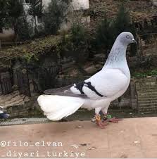 Hardy Avebring Adli Kullanicinin Middle East Pigeons Panosundaki Pin Guzel Kuslar Kus