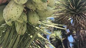 A little over one hundred years later we established joshua citrus, inc. Joshua Trees Are Blooming With Edible Fruit Right Now Youtube