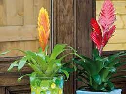 10 plantes d'intérieur fleuries à adopter. 5 Plantes D Interieur Fleuries Faciles Planter Des Fleurs Plante Plante Interieur