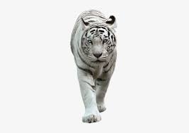 Posted on june 29, 2021 by lynda schuster. Tiger Png Picture White White Tiger Images Png Png Image Transparent Png Free Download On Seekpng