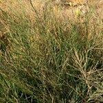 Image result for Leptochloa fusca