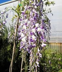 Una selezione di fiori e piante ad alto potenziale decorativo. Il Glicine Lawrence Produce Lunghissimi Grappoli Pieni Di Fiori Color Viola Porpora Poco Profumati Fiorisce Abbondantemente A Piante Piante Rampicanti Glicine