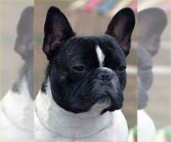 French bulldog has round head, large forehead, and rather big skull compared to the body. French Bulldog Puppies For Sale Near Brooklyn New York Usa Page 1 10 Per Page Puppyfinder Com