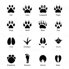 Draw a circle for the main part of the paw print. Animals Footprints Paw Prints Set Of Different Animals And Birds Animal Footprints Dog Paw Tattoo Cat Paw Print