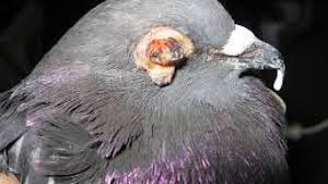 Merpati, burung dara dan burung beo biasanya mengkonsumsi 'susu merpati,' zat cair yang dihasilkan oleh induknya. 15 Penyakit Pada Burung Dara Paling Lengkap Arenahewan Com