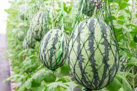Knowing how to determine when a watermelon is perfectly ripe is not easy. How To Plant Grow And Harvest Watermelon
