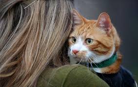 Jackson galaxy, a cat behaviorist and television personality, teaches the times's stephanie clifford how to walk her cat on a leash. Training A Cat To Walk On A Leash The New York Times