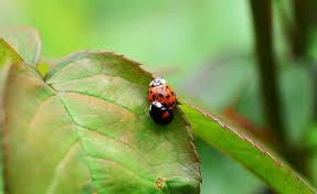 The head has an obvious white triangle in the centre, something that neither of the other two similarly sized species have. Hd Wallpaper Harlequin Copulation Mating Ladybird Harmonia Axyridis Wallpaper Flare