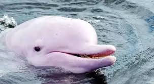 「粉紅海豚」可愛外型超夢幻 數量急速流失令人不捨 「粉紅海豚」可愛外型超夢幻 數量急速流失令人不捨 淡水流域的過度開發，使得可愛又夢幻的粉紅海豚的生存空間不斷流失。（大紀元合成） 【大紀元. å¸¶ä½ åŽ»çœ‹ç²‰è‰²æµ·è±š ä¸å¾—ä¸åŽ»çš„ç¥žç§˜çš„äºžé¦¬éœæŽ¢ç§˜ä¹‹è¡Œ æ¯æ—¥é ­æ¢