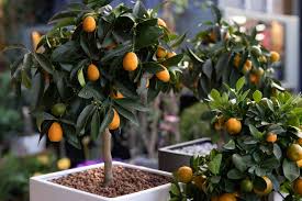 Citrus likes water but only if it drains quickly. How To Grow Dwarf Citrus Trees Gardener S Path