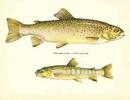 Antique Brown Trout Fish Print River Trout Female Young Fishing Wall Art 3076 Vintage Fish Art Fish Gallery Fish Art Decor