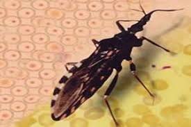 Resultado de imagem para SINTOMAS DOENÇA CHAGAS