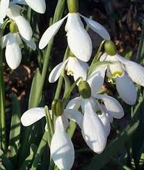 Maybe you would like to learn more about one of these? Top 10 Early Spring Plants Beth Chatto S Plants Gardens