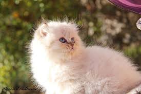 Ileven Male British Longhair Seal Golden Tabby Point Cat Chat Babycat Kitten Britishlonghair Colorpoint Bordeaux Arth Cat Theme Baby Cats Cute Cats