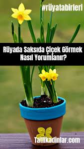 Ruyada Saksida Cicek Gormek Nasil Yorumlanir Ruyatabirleri Tatlikadinlar Ruyayorumlari Cicek Saksida Cicekler Saksi
