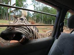 This extraordinary farm is less than one hour from downtown atlanta and features more than 300 species of wild animals. Cute Picture Of Wild Animal Safari Pine Mountain Tripadvisor