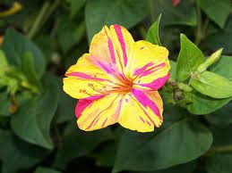 Heirloom 50 Seeds Mirabilis Jalapa 4 Four O Clock Beauty Of The Night Two Toned Flower Seed B5091 Flower Seeds Clock Flower Flowers