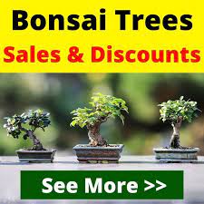 Older bonsai trees tend to be more how much do bonsai trees cost? 8 Most Expensive Bonsai Trees In The World You Should Know Florgeous