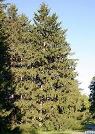 Depending on productivity, it receives a first line and selection thinning sometime between non timber benefits norway spruce is the traditional christmas tree although in recent years its popularity has dwindled in favour of non. Norway Spruce The Morton Arboretum