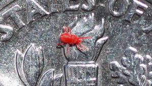 Red spider mites on concrete. The Hoosier Gardener Tiny Mites Leave Red Stains
