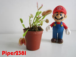 #venus flytraps #venus #flytraps #indoorplants #houseplants #botanical #urban jungle #green #flesheater #cute #waterplant #plant #aesthetic #trend #interior #pink #grunge #super mario #trap. Piper2381 The Real Super Mario Piranha Plant