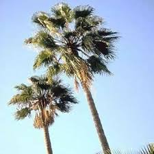 Image result for Wiesneria filifolia