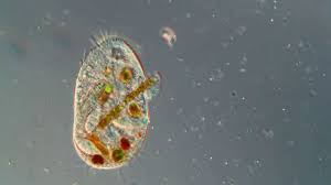 Using a light microscope, it's possible to view different types ofprotozoa. Protozoan With Diatoms Iic 500x Amazing High Definition Microscopy Video 1080p Youtube