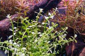 Image result for Bacopa monnieri