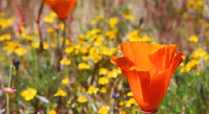 At this zoo outside salt lake city meet creatures from all over the world, from exotic african lions to utah native gray wolves. Native Flowers In The Usa Visit The Usa