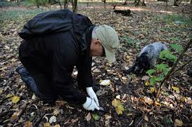 Trufe proaspete aduc la comanda in moldova trufele le strang eu din padure personal cu caini nus cultivate bio %%% multe foarte multe calori foarte gustoase +40768484596 vibe. Trufele Ultima BogÄƒÅ£ie A Subsolului Romanesc