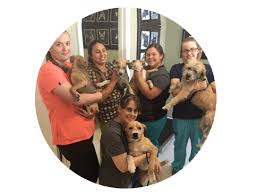 Antipa invites you to make an appointment and let yolano vet take care of all of your pet's vaccination needs. Veterinarian In China Grove Tx China Grove Veterinary Clinic
