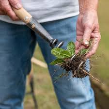 The table below is the complete guide for our top picks of the best gardening tools for weeding: Buy Weeding Tools Delivery By Waitrose Garden