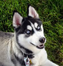 Ver más ideas sobre perros y cachorros lindos, perro husky, perros lindos. Perro Husky Siberiano Todo Lo Que Necesitas Saber
