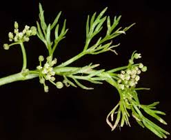 Image result for Apium leptophyllum