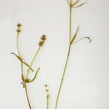 Image result for Potamogeton pusillus