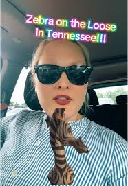 Zebra in Bell Buckle Tn