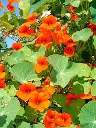 Know More About Flowers That Help To Keep The Bugs Away Plants Edible Garden Planting Flowers