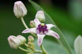 13 Common Flowers That Are Poisonous You Never Knew Poisonous Plants Flowers Planting Flowers