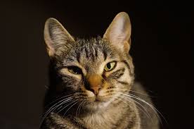 Zudem haben sie ein sehr dünnes fell und sind daher zwingend auf die wärme ihrer mutter sowie ihrer geschwister angewiesen. Was Konnen Sie Tun Wenn Bei Der Katze Das Auge Trant