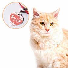 kedi kunyesi panosundaki pin