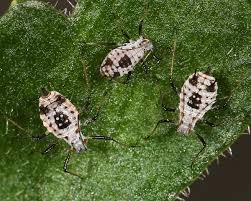 Image result for Macrotyloma ellipticum