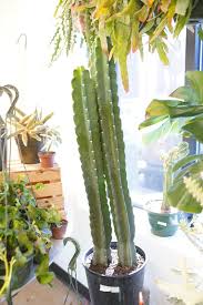 Image result for Cereus jamacaru