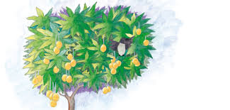 Maybe you would like to learn more about one of these? Gambar Pohon Mangga Akar Batang Daun Serta Bunga
