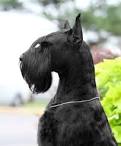 Large Hypoallergenic Dogs | Hypoallergenic Dog
