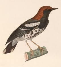 Selengkapnya tentang burung, simak daftar isi berikut ini. Burung Kontes Wikipedia Bahasa Indonesia Ensiklopedia Bebas