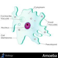 Image result for Pseudopod Ospermum